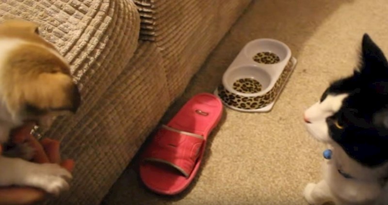 VIDEO Pogledajte preslatko upoznavanje mačka s novim psićima