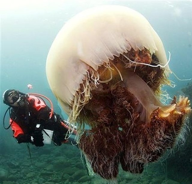 Nomura meduza jedna je od najvećih na svijetu. Veličina odrasle meduze veća je od visine prosječnog čovjeka!