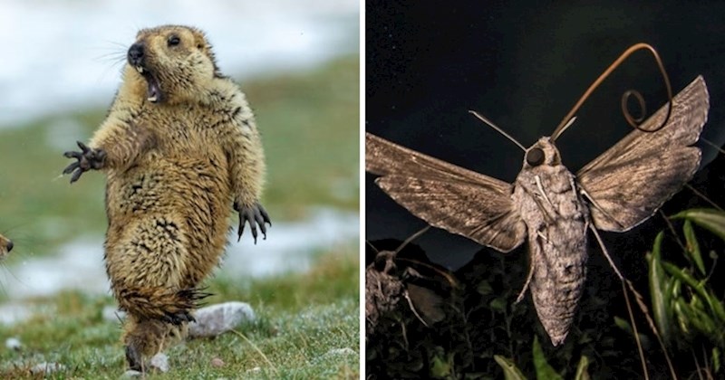 35 najboljih fotografija divljih životinja u 2019. godini