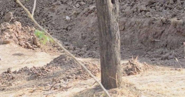 Vidite li leoparda na ovoj slici?