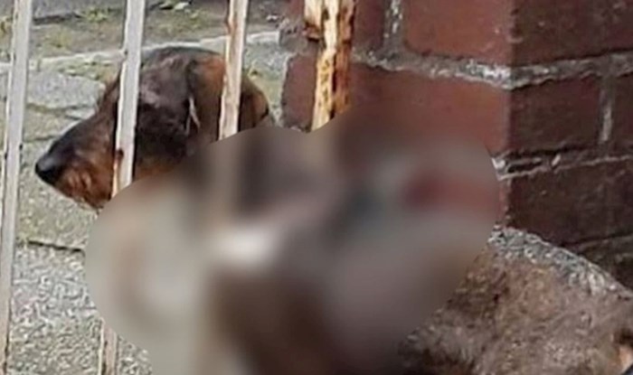 Domišljata ogrlica: Pogledajte što su vlasnici ovog psa osmislili kako ne bi izlazio kroz ogradu