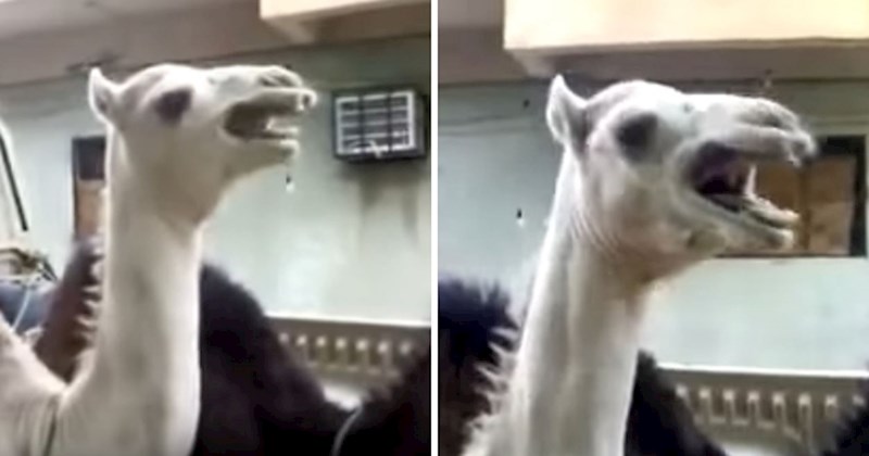 VIDEO Škakljiva deva nasmijala prolaznike, pogledajte što je radila