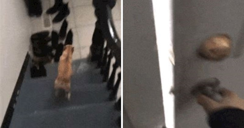 Ovaj pas je jedva dočekao izaći u šetnju, pogledajte zašto se odmah vratio u kuću