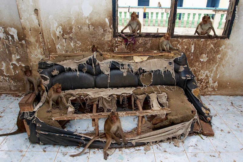 "Ekipa s kauča", Cyril  Ruoso, Francuska