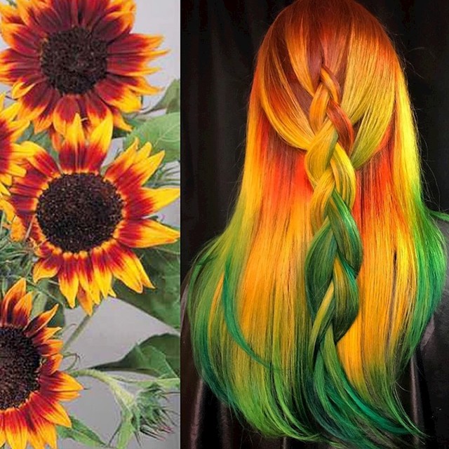 Suncokreti.