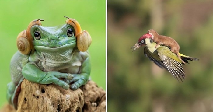 20 preslatkih fotografija životinja koje su se odlučile 'provozati' na drugima