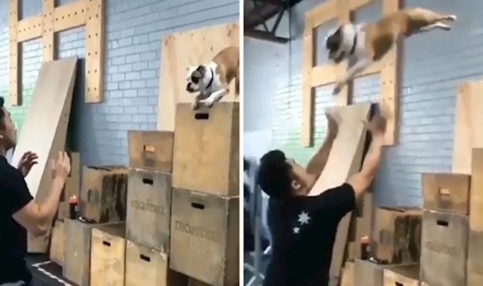 VIDEO Pas je dugo pokušavao skočiti u ruke svom vlasniku, pogledajte kako je to izgledalo kada je napokon uspio