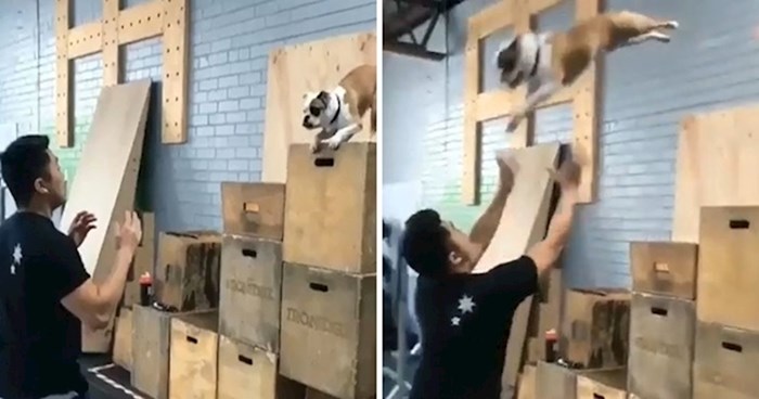 VIDEO Pas je dugo pokušavao skočiti u ruke svom vlasniku, pogledajte kako je to izgledalo kada je napokon uspio