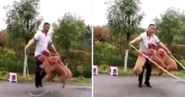 VIDEO Četiri pudlice obožavaju preskakati vijaču u isto vrijeme