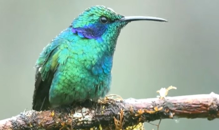 VIDEO 10 najljepših malenih ptica koje postoje na našem planetu