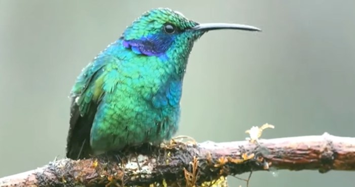 VIDEO 10 najljepših malenih ptica koje postoje na našem planetu