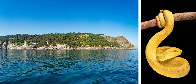 Otok zmija