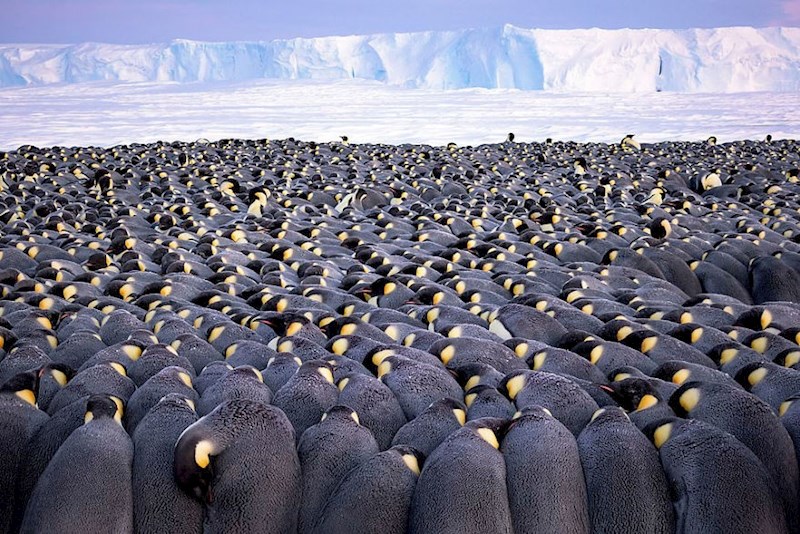 "Gomila", Stefan Christmann, Njemačka