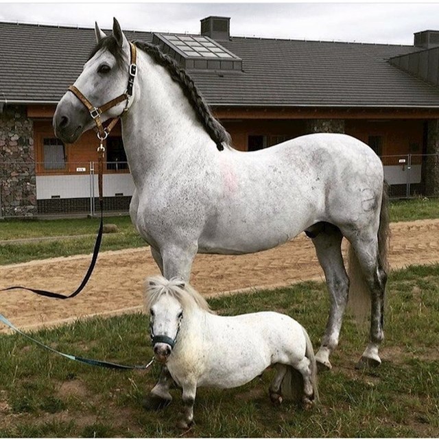 Konj i poni u velikom kontrastu.