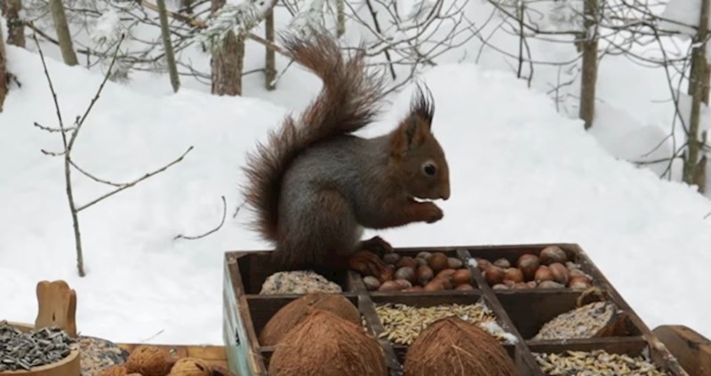 VIDEO Ljudi su vjevericama i pticama pripremili pladanj hrane, a njihovu su gozbu u snijegu i snimili