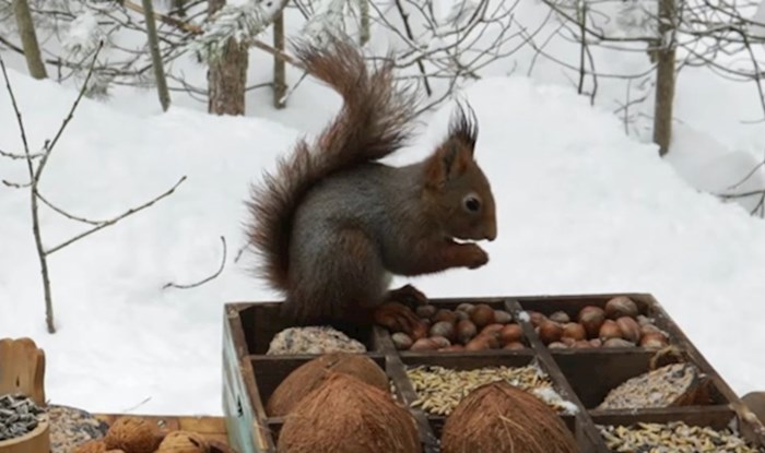 VIDEO Ljudi su vjevericama i pticama pripremili pladanj hrane, a njihovu su gozbu u snijegu i snimili