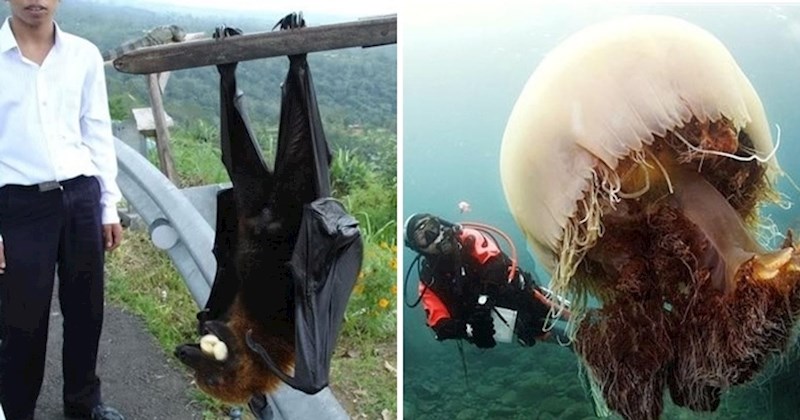 20 životinja koje su toliko velike da nećete vjerovati da su stvarne