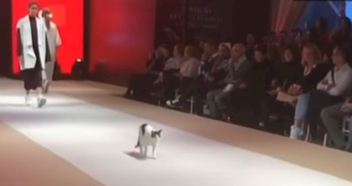 VIDEO Ova mačka se prošetala modnom pistom i potpuno zasjenila modele