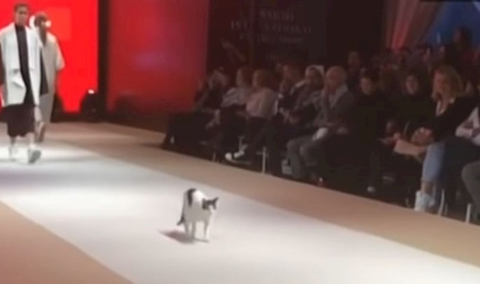 VIDEO Ova mačka se prošetala modnom pistom i potpuno zasjenila modele