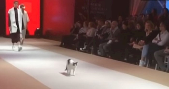 VIDEO Ova mačka se prošetala modnom pistom i potpuno zasjenila modele