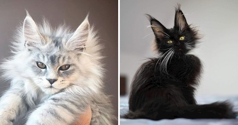 14 fotografija preslatkih Maine Coon mačaka zbog kojih ćete odmah poželjeti imati jednu