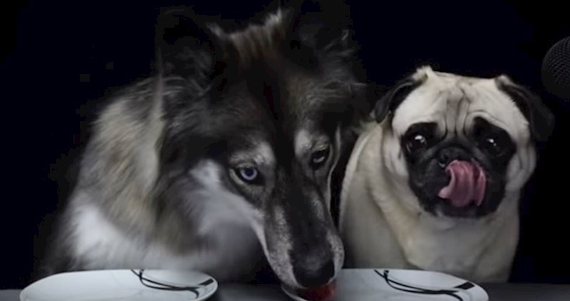 VIDEO Pogledajte kako vučjak i mops isprobavaju raznu hranu, razlika je urnebesna