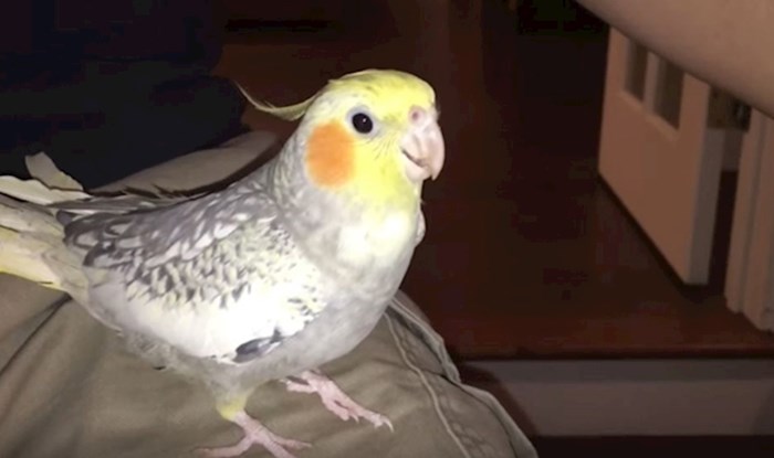 VIDEO Ova papiga pjeva iPhoneovu melodiju zvona kada je nervozna
