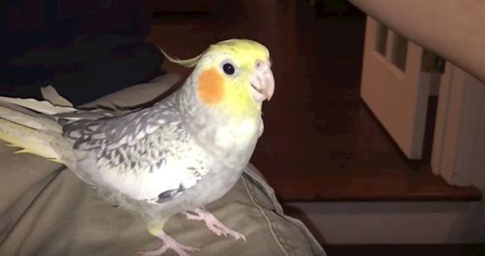 VIDEO Ova papiga pjeva iPhoneovu melodiju zvona kada je nervozna