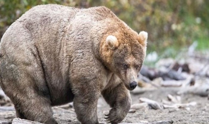 Nacionalni park na Aljasci održava godišnje natjecanje za najbucmastijeg medvjeda