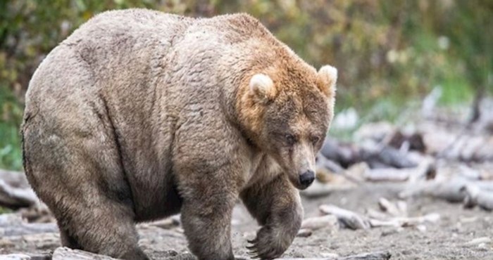 Nacionalni park na Aljasci održava godišnje natjecanje za najbucmastijeg medvjeda