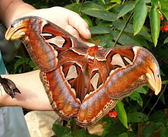 Upoznajte Attacus atlas moljca, jednog od najvećih vrsta moljaca na planeti!