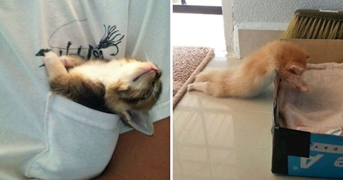 15 fotografija koje dokazuju da mačke mogu spavati bilo kada i bilo gdje