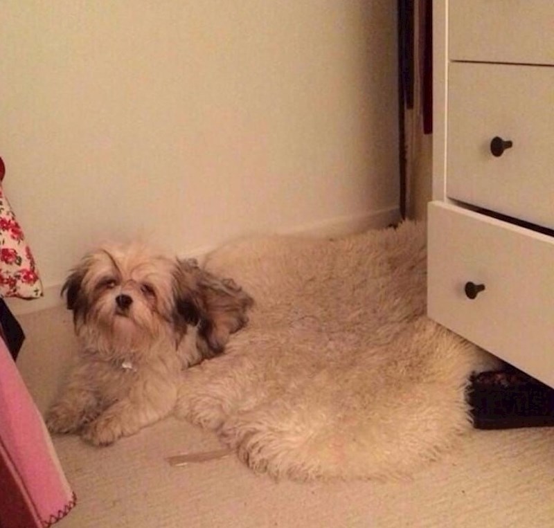 Upomoć! Pas mi se otapa!