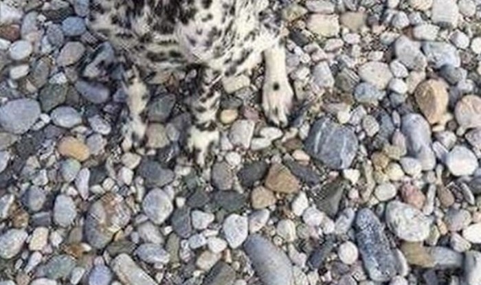 Vidite li tko se savršeno uklopio u pozadinu?