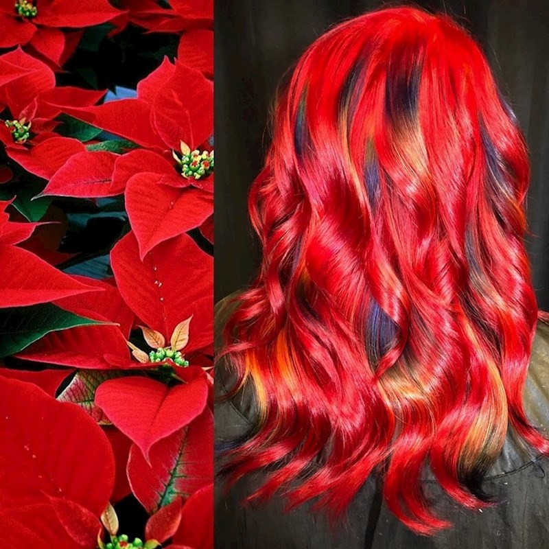 Cvijet božične zvijezde.