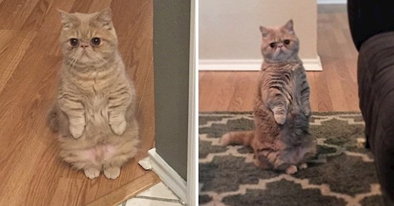 Upoznajte Georgea, mačka koji voli stajati na stražnjim šapama