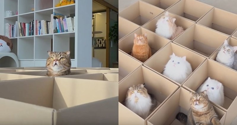 VIDEO Izradila je igralište za svoje mačke od kartonskih kutija, njihovom oduševljenju nije bilo kraja
