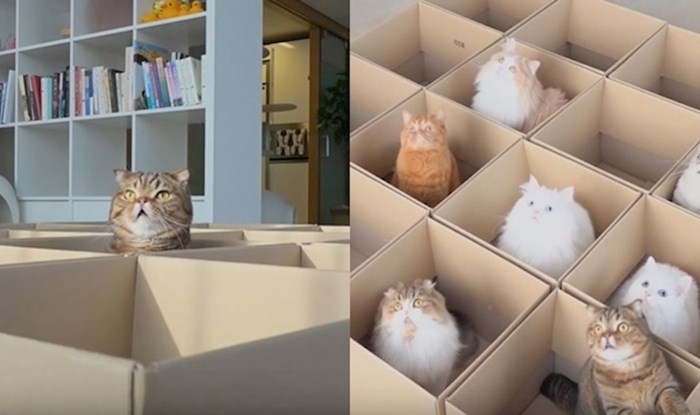 VIDEO Izradila je igralište za svoje mačke od kartonskih kutija, njihovom oduševljenju nije bilo kraja