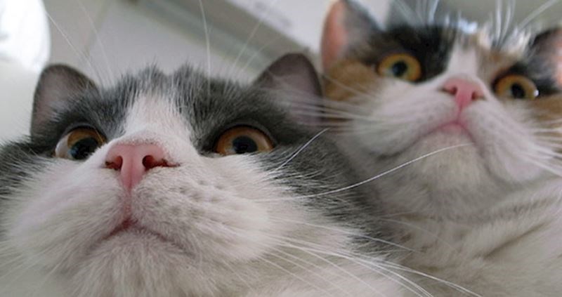 10 fotografija mačaka s preslatkim podbradcima