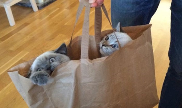16 fotografija mačaka koje su odlučile da je njihovo mjesto u raznim vrećicama