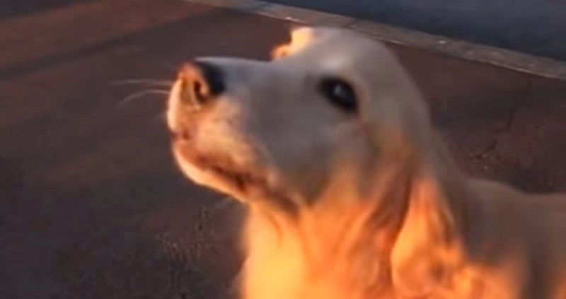 VIDEO Naljutila ga je sirena hitne pomoći pa ju je odlučio imitirati