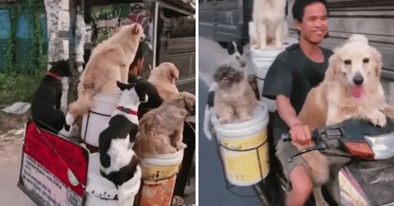 Muškarac je pronašao idealan način da na motociklu provoza sve svoje ljubimce