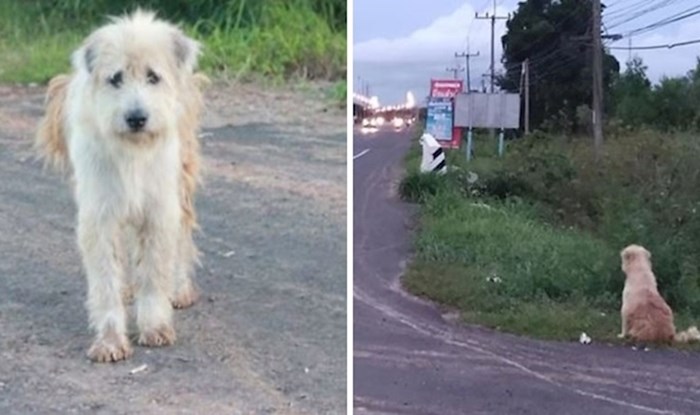 Izgubljeni pas čekao svoju obitelj na istom mjestu čak četiri godine, sada su napokon zajedno