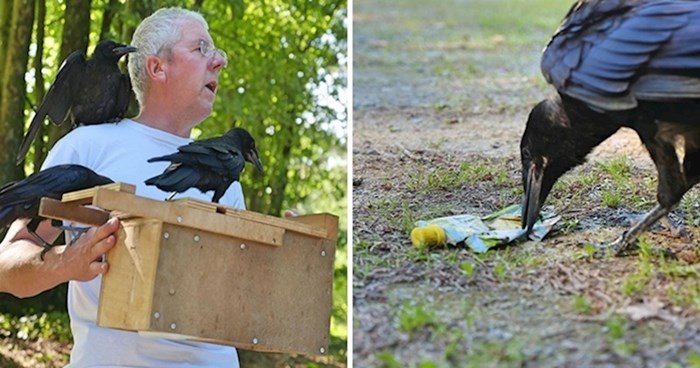 NEOBIČNI POMAGAČI U ovom francuskom parku čistoću pomažu održavati vrane