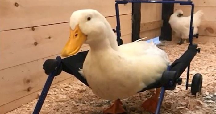 VIDEO Otkad ima svoja invalidska kolica, patak po imenu Merlin sretniji je nego ikada