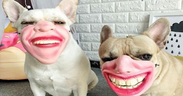 Ove fotografije dokazuju da su maske za pse jedna od najgorih ideja ikad