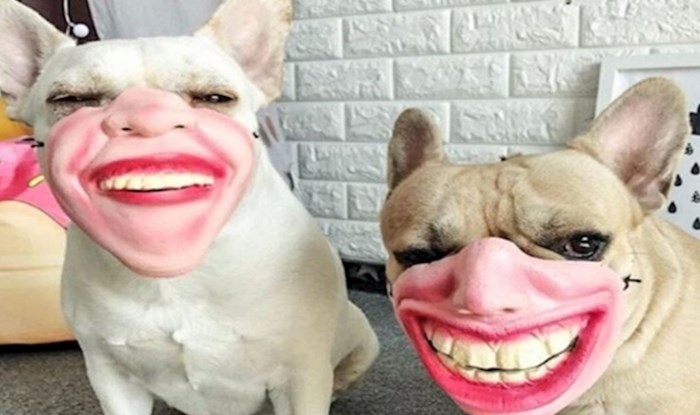 Ove fotografije dokazuju da su maske za pse jedna od najgorih ideja ikad