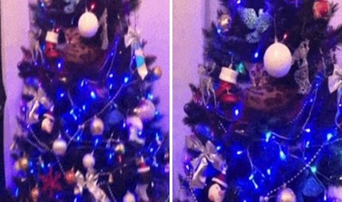 Vidite li tko se skriva u ovom božićnom drvcu?