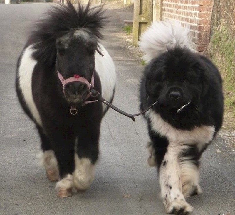 Newfoundlander šeće ponija. :)