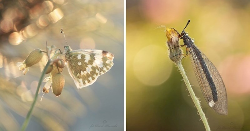 Nevjerojatna makro fotografija sitnih i zanimljivih stvorenja